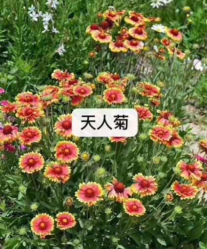 天人菊