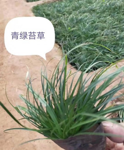 青綠苔草